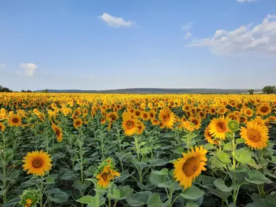 Naturlandschaft in der Nähe der Ferienwohnung