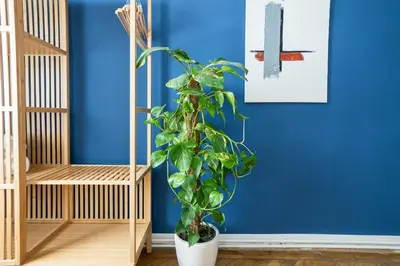 Grundriss der Unterkunft Pet-friendly modern apartment near Belvedere