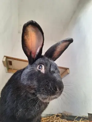Tiere in der Ferienwohnung oder in der Nähe