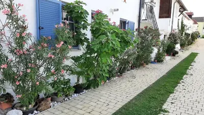 Ein Garten an der Unterkunft Ferienwohnung Casa Maya