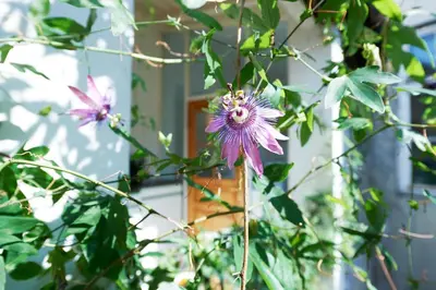 Ein Garten an der Unterkunft Penthouse im❤️Wiens
