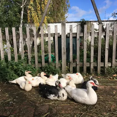 Tiere in der Ferienwohnung oder in der Nähe