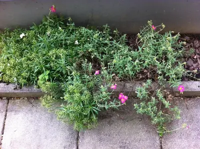Ein Garten an der Unterkunft Terrassentraum