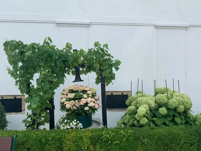 Ein Garten an der Unterkunft Ferienwohnungen zum Briefmarkenhaus