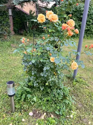 Ein Garten an der Unterkunft Appartment Rosengarten