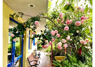 Ein Garten an der Unterkunft Gästezimmer Puzwidu