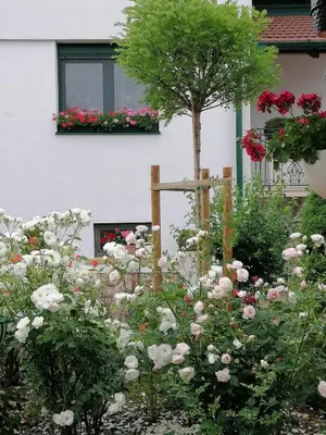 Ein Garten an der Unterkunft Gästehaus Samira
