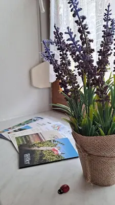 Ein Garten an der Unterkunft Haus Piroschka